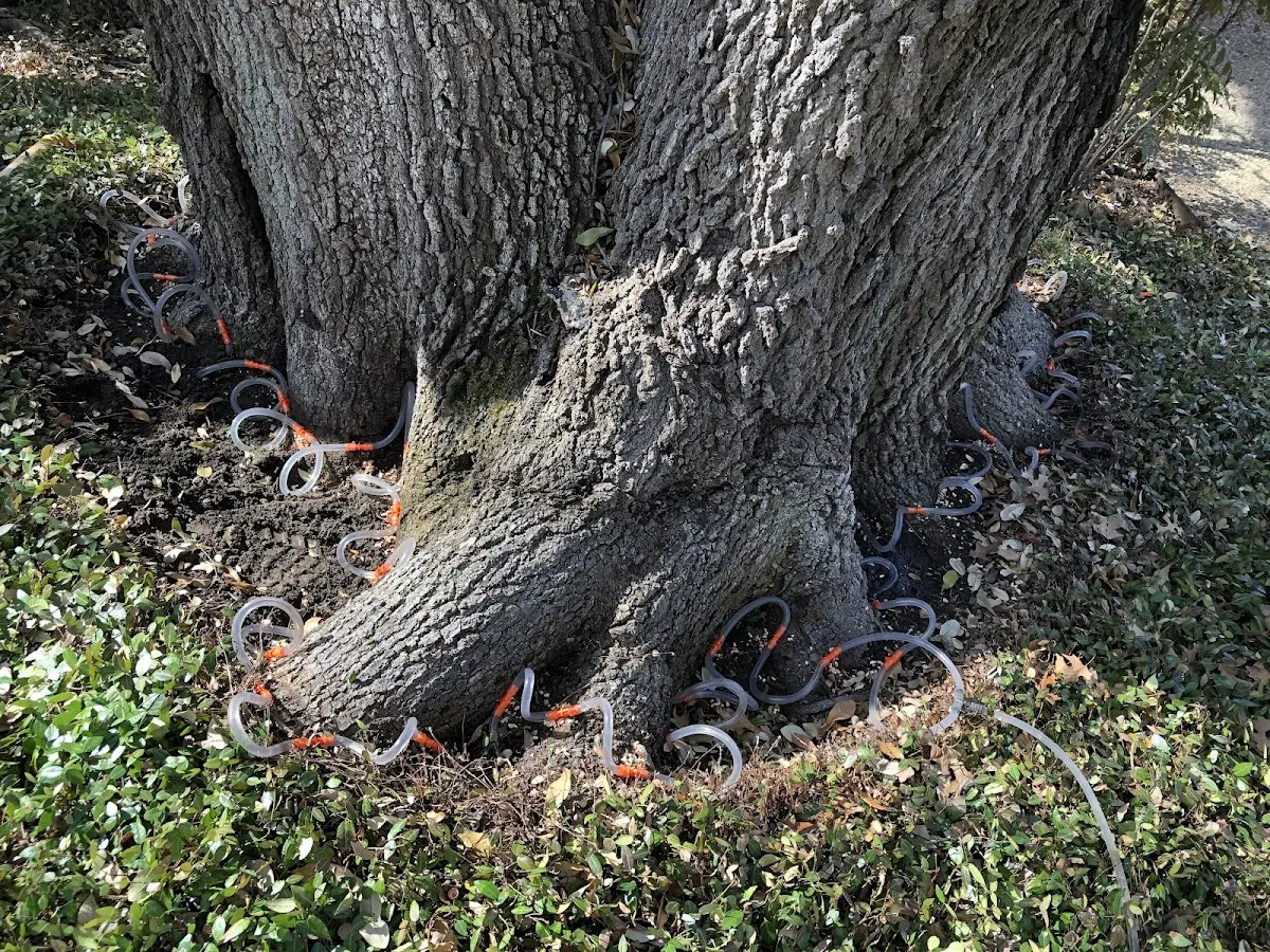 Detailed Tree Cabling and Bracing job site in Cuddy
