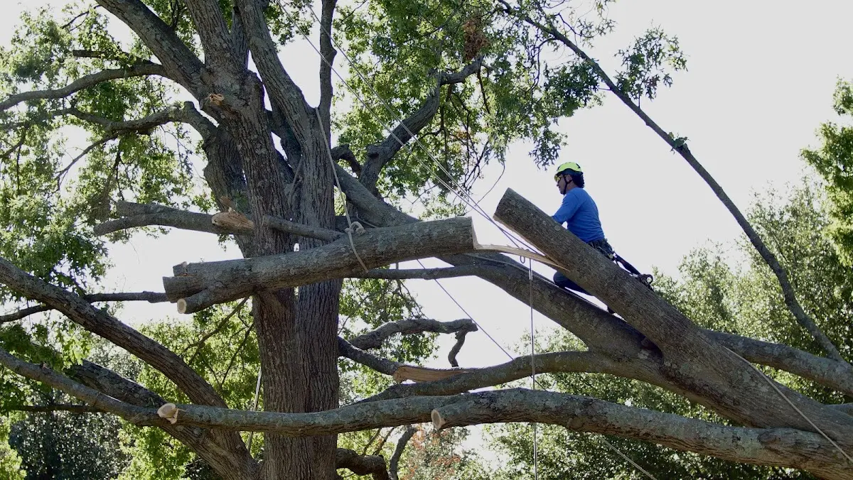 Professional Hazardous Tree Removal performed by certified arborists in Cuddy